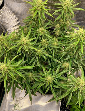 Куст на восьмой неделе выращивания