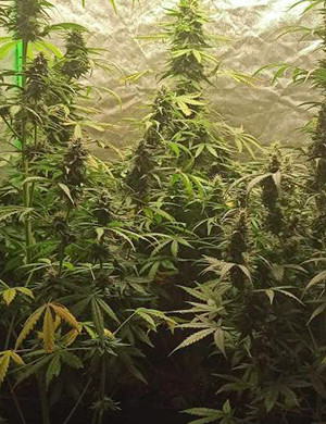 Рост кустов 60-80 см