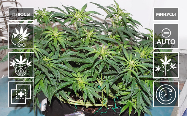 Плюсы и минусы Монстр Кроппинга