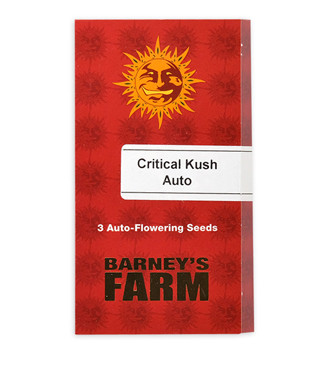 Critical Kush Auto (Critical Rapido Auto) fem (Barney's Farm)