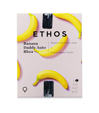 Banana Daddy Auto RBX2 fem (Ethos Genetics)