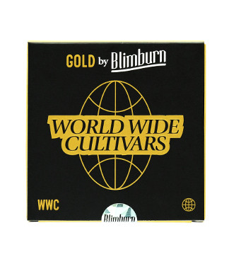 Future #1 fem (Blimburn Seeds)