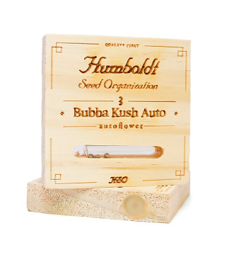 Bubba Kush Auto fem (Humboldt Seeds)