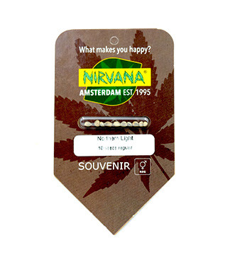 Northern Lights regular (Nirvana Seeds)