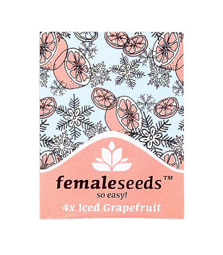 ICED Grapefruit fem (Female Seeds)