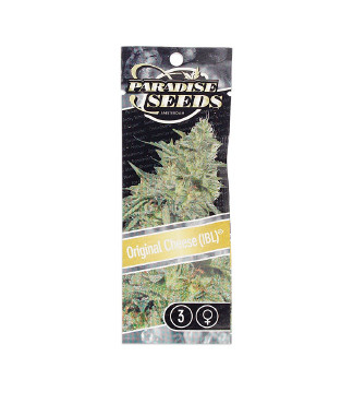 Original Cheese IBL fem (Paradise Seeds)