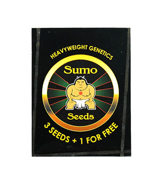 Silver Buddha Haze fem (Sumo Seeds)