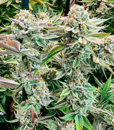 Семена сорта #9 Pound Hammer Auto fem (High Speed ​​Buds)