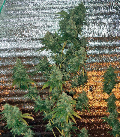 Семена сорта AK 47 reg (Serious Seeds)