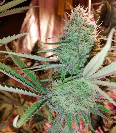 Семена сорта Cookies Haze fem (Kannabia)