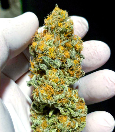 Семена сорта Flashberry reg (Mandala Seeds)