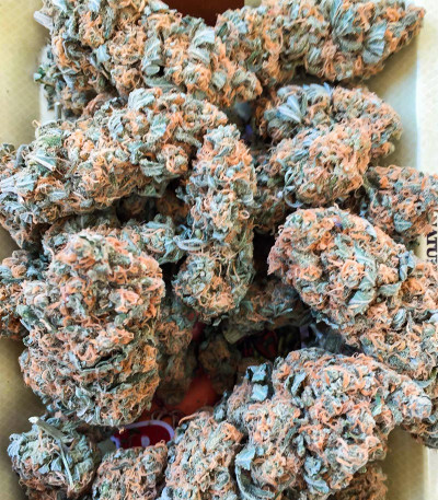 Семена сорта Hero Cookies fem (AlphaFem Seeds)