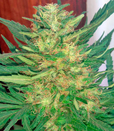 Семена сорта Motavation reg (Serious Seeds)