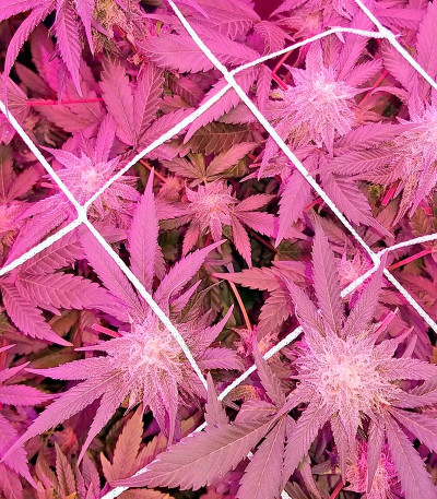 Семена сорта Muneka Rusa (Russian Doll) fem