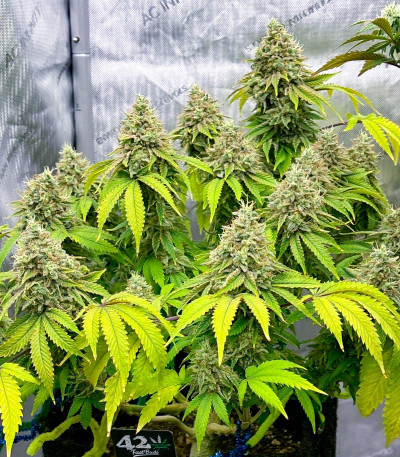 Семена сорта Papaya Sherbet fem (FastBuds)