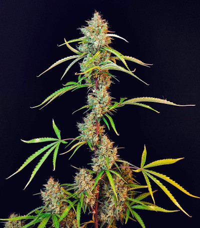 Семена сорта Pound Cake Auto fem (FastBuds)