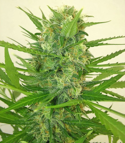 Семена сорта Buddha Calamity Jane Auto fem (Buddha Seeds)