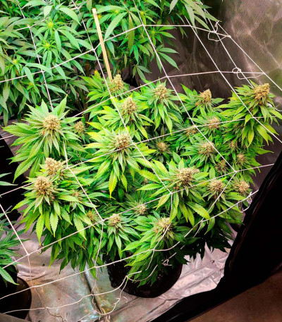 Семена сорта Do-Si-Dos Cookies fem (00 Seeds)