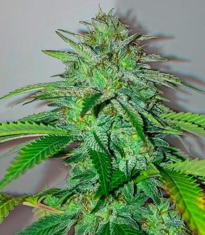 Семена сорта Gorilla 4 Autoflower fem (Easy Grow Seeds)