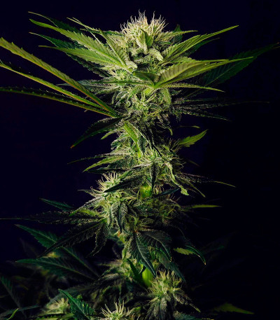 Семена сорта Mimosa Shot fem (Herbies Seeds)