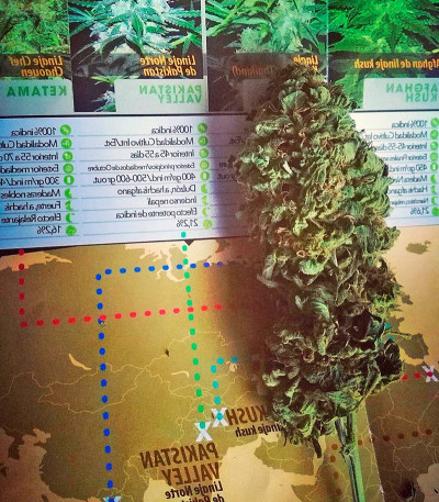 Семена сорта Pakistan Valley fem (World of Seeds)