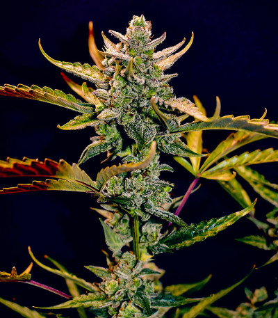 Семена сорта Amnesia Zkittlez Auto fem (FastBuds)