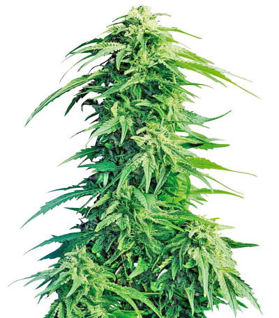 Семена сорта Super Hindu Kush reg (Sumo Seeds)