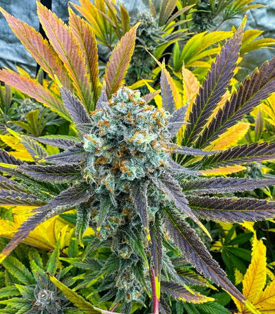 Семена сорта Bruce Banner × Pineapple (7CH Seeds & Cali Buds Seeds)