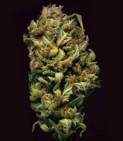 Семена сорта Gelato Auto fem (FastBuds)