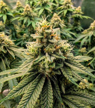 Семена сорта Gorilla Glue × Lemon Haze (7CH Seeds & Cali Buds Seeds)