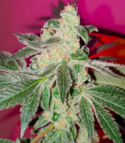 Семена сорта Gusher fem (7CH American)