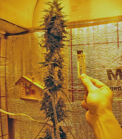 Семена сорта Himalaya Gold fem (Green House Seeds)