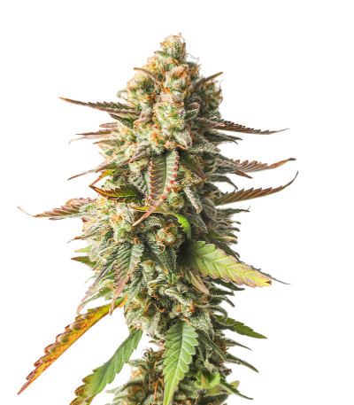 Семена сорта Strawberry Chemdawg OG fem (Dutch Passion)