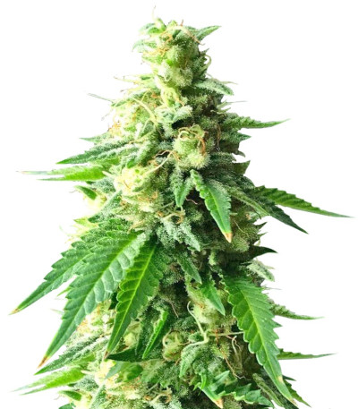 Семена сорта Kali & the Chocolate Factory fem (KFC Seeds)