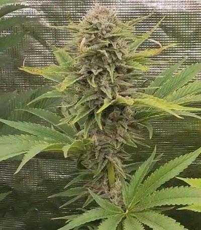 Семена сорта Mimosa Shot fem (Herbies Seeds)