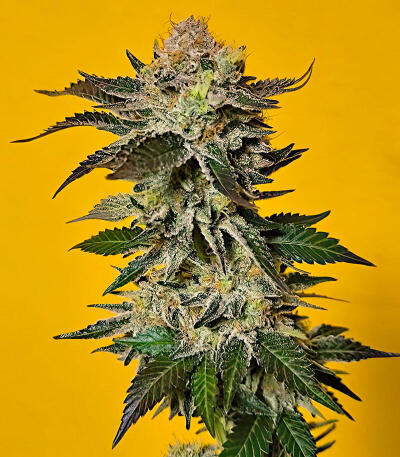 Семена сорта Dos-Vi-Dos 33 fem (Семяныч)