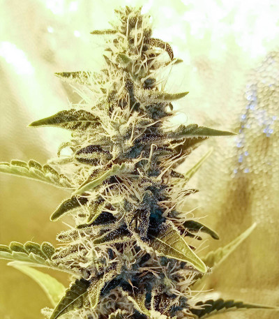 Семена сорта Gorilla Blue fem (Advanced Seeds)