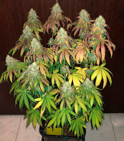 Семена сорта Mimosa Shot fem (Herbies Seeds)