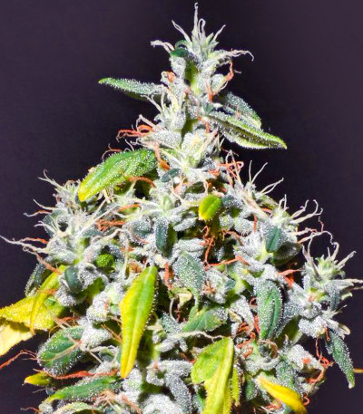 Семена сорта Northern Lights fem (Herbies Seeds)
