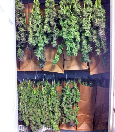 Семена сорта Sour Blueberry fem (Humboldt Seeds)