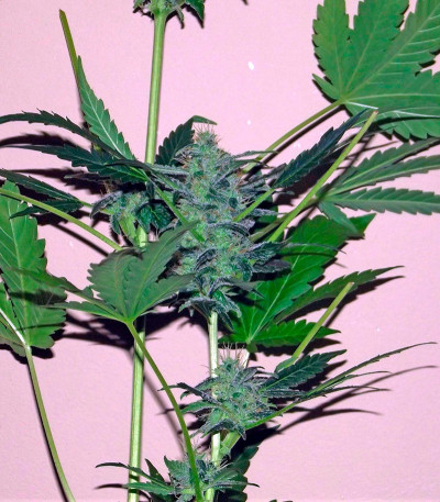 Семена сорта White Domina Max Auto fem