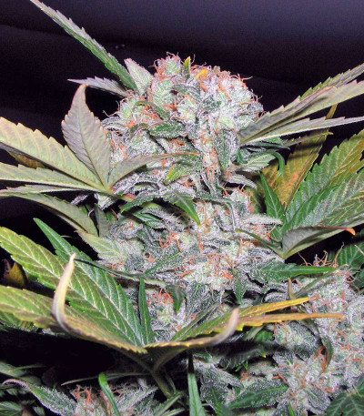 Семена сорта Fast Bud #2 Auto fem (Sweet Seeds)