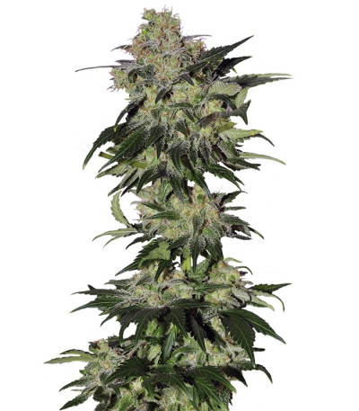 Семена сорта Beyond the Brain reg