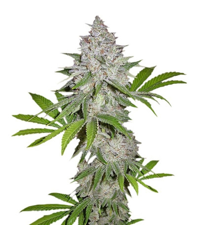 Семена сорта Californian Snow auto fem