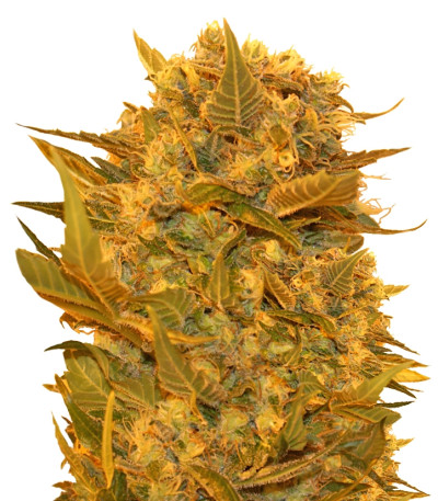 Семена сорта Sour P fem (Resin Seeds)