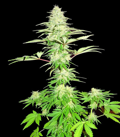 Семена сорта Blue Nitro Haze fem (Sumo Seeds)