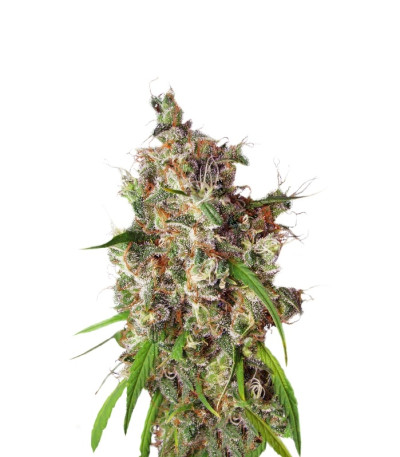 Семена Desfrán шишки