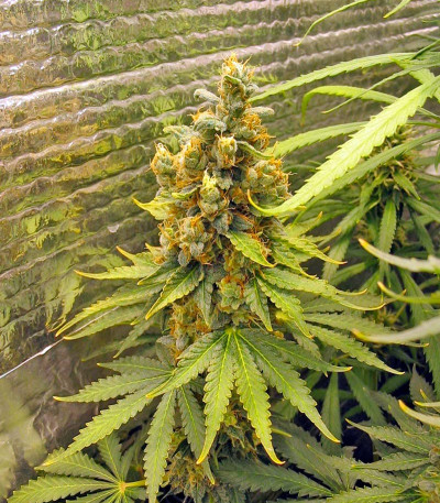 Семена сорта Fruitylicious fem