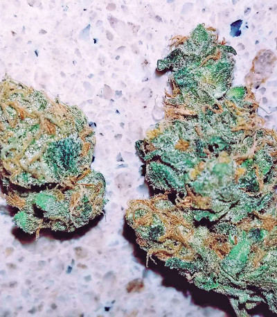 Семена сорта Super Skunk reg (Nirvana Seeds)