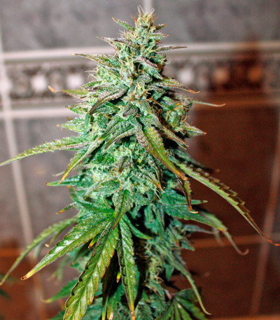 Семена сорта UK Cheese Auto fem (Humboldt Seeds)